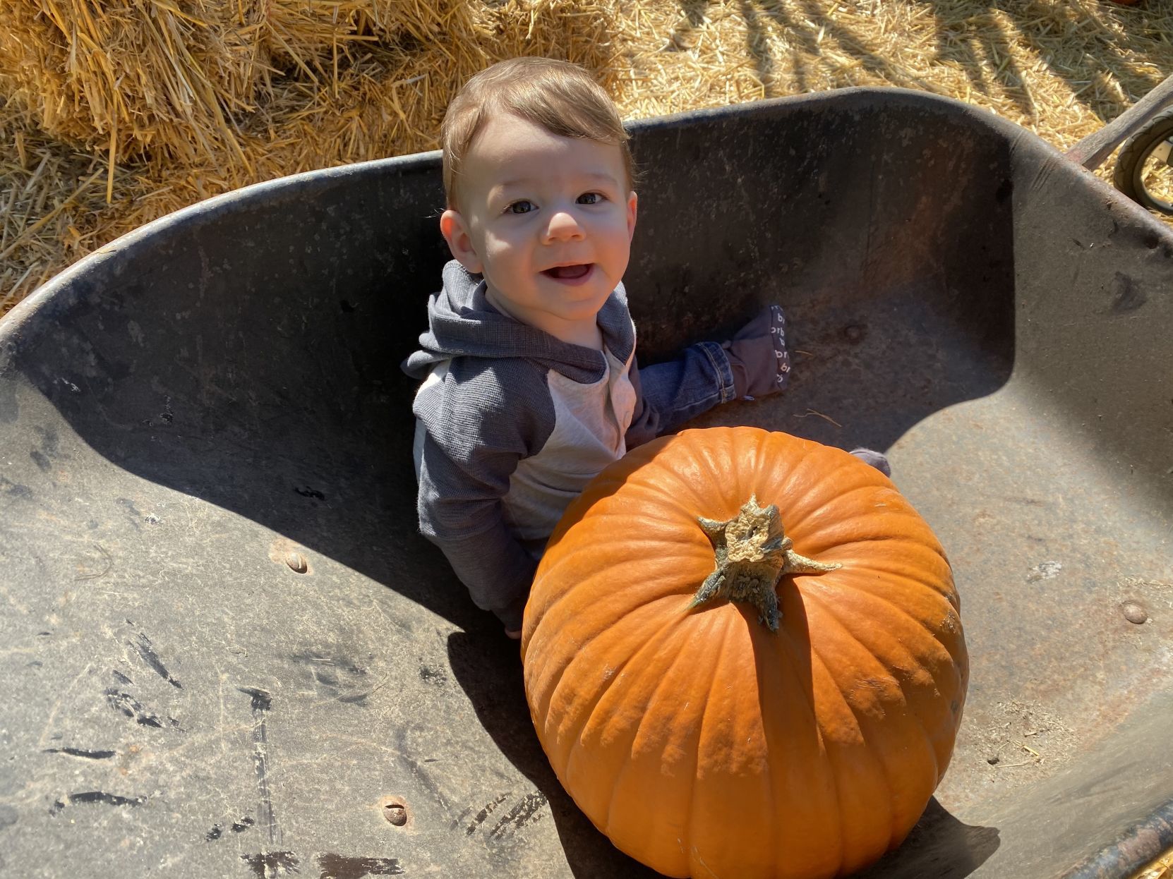 Picking Pumpkins 2019